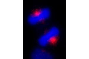 Immunofluorescence (IF) image for anti-Centrosomal Protein 170kDa (CEP170) (C-Term) antibody (ABIN7453393) (CEP170 anticorps  (C-Term))
