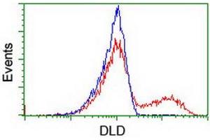 Image no. 1 for anti-Dihydrolipoamide Dehydrogenase (DLD) antibody (ABIN1497845) (DLD anticorps)
