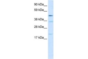 Western Blotting (WB) image for anti-TEA Domain Family Member 1 (SV40 Transcriptional Enhancer Factor) (TEAD1) antibody (ABIN2463844) (TEAD1 anticorps)