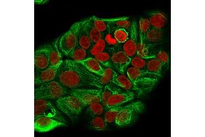Immunofluorescence Analysis of methanol-fixed human MCF-7 cells.