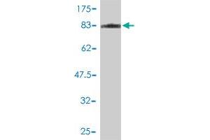 Western Blot detection against Immunogen (72.