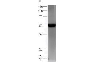 Lane 1: mouse heart lysates probed with Rabbit Anti-Estrogen Related Receptor gamma Polyclonal Antibody, Unconjugated (ABIN715826) at 1:300 overnight at 4 °C. (ESRRG anticorps  (AA 61-160))