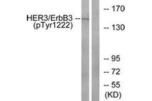 Western blot analysis of extracts from HuvEc cells treated with EGF 200ng/ml 30', using HER3 (Phospho-Tyr1222) Antibody. (ERBB3 anticorps  (pTyr1222))