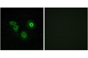 Immunofluorescence (IF) image for anti-Olfactory Receptor, Family 4, Subfamily A, Member 15 (OR4A15) (AA 261-310) antibody (ABIN2890996) (OR4A15 anticorps  (AA 261-310))