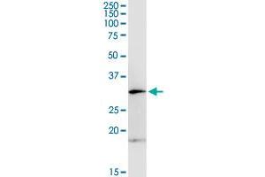 OLIG1 MaxPab rabbit polyclonal antibody.