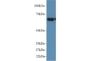 Detection of CD15 in Human Hela cell lysate using Polyclonal Antibody to Cluster Of Differentiation 15 (CD15)