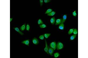 Immunofluorescence staining of Hela cells with ABIN7168647 at 1:133, counter-stained with DAPI. (SEC14L2 anticorps  (AA 233-358))