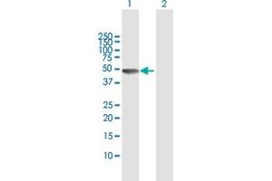Western Blot analysis of RBM9 expression in transfected 293T cell line by RBM9 MaxPab polyclonal antibody.