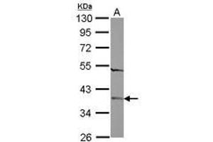 Image no. 2 for anti-Family with Sequence Similarity 164, Member A (FAM164A) (AA 61-261) antibody (ABIN1498203) (FAM164A anticorps  (AA 61-261))