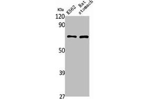 Western Blot analysis of rat stomach K562 cells using PAOX Polyclonal Antibody (PAOX anticorps  (Internal Region))