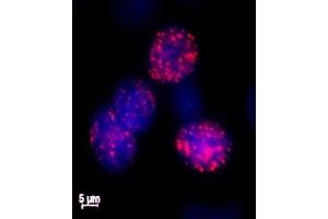 Histone H2AX phospho Ser139 antibody tested by immunofluorescence.