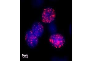 Histone H2AX phospho Ser139 antibody tested by immunofluorescence. (H2AFX anticorps  (pSer139))