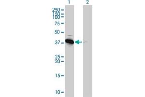 Western Blot analysis of PRKAB1 expression in transfected 293T cell line by PRKAB1 monoclonal antibody (M01), clone 3H12-1A10.