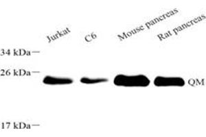 Western blot analysis of RPL10 (ABIN7075428),at dilution of 1: 4000,Lane 1: C6 cell lysate,Lane 2: Jurkat cell lysate,Lane 3: Mouse pancreas tissue lysate,Lane 4: Rat pancreas tissue lysate