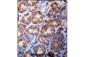 WDR89 Antibody (C-term) (ABIN657331 and ABIN2846400) immunohistochemistry analysis in formalin fixed and paraffin embedded human stomach tissue followed by peroxidase conjugation of the secondary antibody and DAB staining. (WDR89 anticorps  (C-Term))