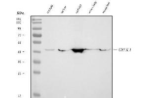 Western blot analysis of YKL-40/CHI3L1 using anti-YKL-40/CHI3L1 antibody (ABIN7599648).