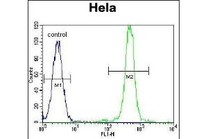 FASN Antibody (Center) (ABIN391654 and ABIN2841563) flow cytometric analysis of Hela cells (right histogram) compared to a negative control cell (left histogram).