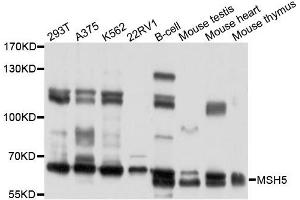 Western blot analysis of extracts of various cells, using MSH5 antibody. (MSH5 anticorps)