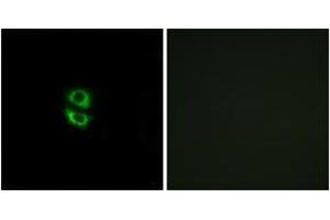 Immunofluorescence (IF) image for anti-Ribosomal Protein L39 (RPL39) (AA 1-50) antibody (ABIN2890079) (RPL39 anticorps  (AA 1-50))