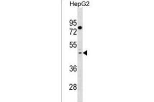 TAS2R41 Antibody (N-term) (ABIN1539014 and ABIN2850292) western blot analysis in HepG2 cell line lysates (35 μg/lane). (TAS2R41 anticorps  (N-Term))