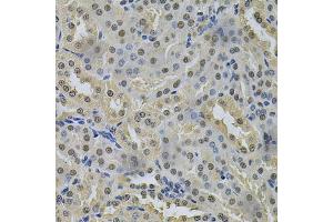 Immunohistochemistry of paraffin-embedded mouse kidney using NRF1 Antibody (ABIN6290682) at dilution of 1:100 (40x lens). (NRF1 anticorps)