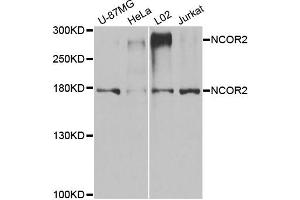 Western blot analysis of extracts of various cell lines, using NCOR2 antibody. (NCOR2 anticorps)