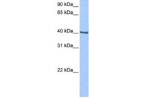 WB Suggested Anti-GBX-1 Antibody Titration:  0. (GBX1 anticorps  (Middle Region))