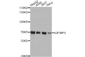 Western blot analysis of extracts of various cell lines, using IGF2BP3 antibody (ABIN5972501) at 1/1000 dilution. (IGF2BP3 anticorps)