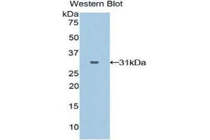Western Blotting (WB) image for anti-GRB2-Related Adaptor Protein 2 (GRAP2) (AA 15-247) antibody (ABIN3202796) (GRAP2 anticorps  (AA 15-247))