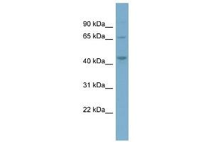 PIP4K2A antibody used at 1 ug/ml to detect target protein.
