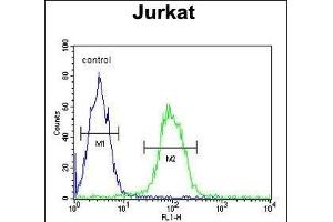 T150A Antibody (Center) (ABIN653313 and ABIN2842808) flow cytometric analysis of Jurkat cells (right histogram) compared to a negative control cell (left histogram). (TMEM150A anticorps  (AA 81-108))