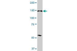 ERCC6L MaxPab polyclonal antibody.