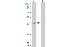 Western Blot analysis of ASNA1 expression in transfected 293T cell line by ASNA1 monoclonal antibody (M03), clone 2H3.