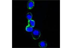 Confocal immunofluorescence analysis of HEK293 cells trasfected with extracellular ERBB3 (aa22-369)-hIgGFc using ERBB3 mouse mAb (green).