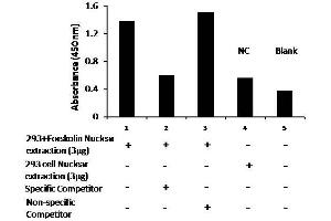 Transcription factor activity assay of pCREB from nuclear extracts of HEK293 cells or 293 cells treated with Forskolin (10μM) for 4 hr with the specific competitor or non-specific competitor. (CREB1 Kit ELISA)