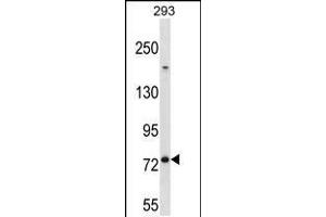 Western blot analysis in 293 cell line lysates (35ug/lane). (MED16 anticorps  (AA 253-281))