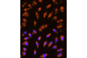 Immunofluorescence analysis of L929 cells using GRID1 Rabbit pAb (ABIN6129019, ABIN6141391, ABIN6141393 and ABIN6224034) at dilution of 1:100 (40x lens).