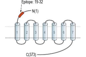 Representative domain view of the target of ABIN7582014.