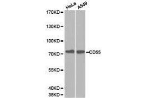 Western Blotting (WB) image for anti-Complement Decay-Accelerating Factor (CD55) antibody (ABIN1871642) (CD55 anticorps)