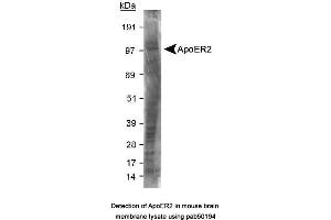 Image no. 1 for anti-Low Density Lipoprotein Receptor-Related Protein 8, Apolipoprotein E Receptor (LRP8) (C-Term) antibody (ABIN363503) (LRP8 anticorps  (C-Term))