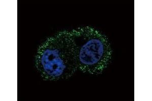 Confocal immunofluorescent analysis of ITA6 antibody with HepG2 cells followed by Alexa Fluor 488-conjugated goat anti-mouse lgG (green).