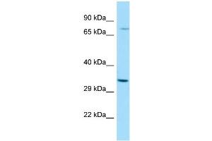 WB Suggested Anti-RASL11A Antibody Titration: 1.