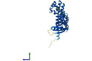 AlphaFold protein structure predicition of Human Recombinant ARHGEF39 Protein, UniprotID Q8N4T4