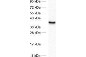 dilution: 1 : 1000, sample: synaptosomal fraction of rat brain (P2) (PTPLAD1 anticorps)