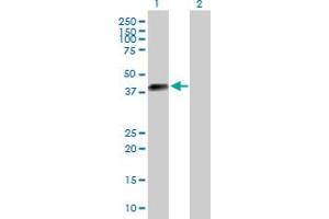 Western Blot analysis of DLK2 expression in transfected 293T cell line by DLK2 MaxPab polyclonal antibody.