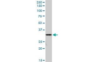 SULT1A3 MaxPab polyclonal antibody.