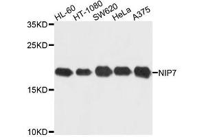 Western blot analysis of extracts of various cell lines, using NIP7 antibody. (NIP7 anticorps  (AA 1-180))