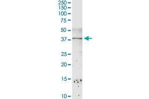 CSDA MaxPab rabbit polyclonal antibody.