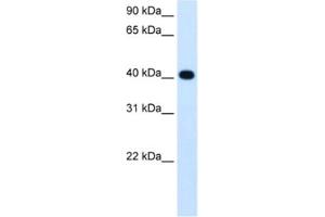 Western Blotting (WB) image for anti-Alcohol Dehydrogenase 4 (Class II), pi Polypeptide (ADH4) antibody (ABIN2462715) (ADH4 anticorps)