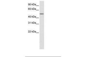 Image no. 1 for anti-Zinc Finger Protein 823 (ZNF823) (AA 422-471) antibody (ABIN6736099) (ZNF823 anticorps  (AA 422-471))